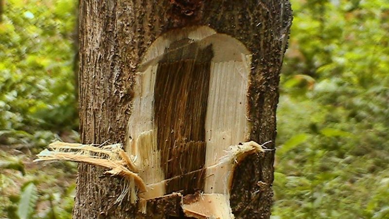 Powstawanie agarwood wewnątrz pnia drzewa Aquilaria, z ciemnym obszarem bogatym w żywicę i jaśniejszym drewnem