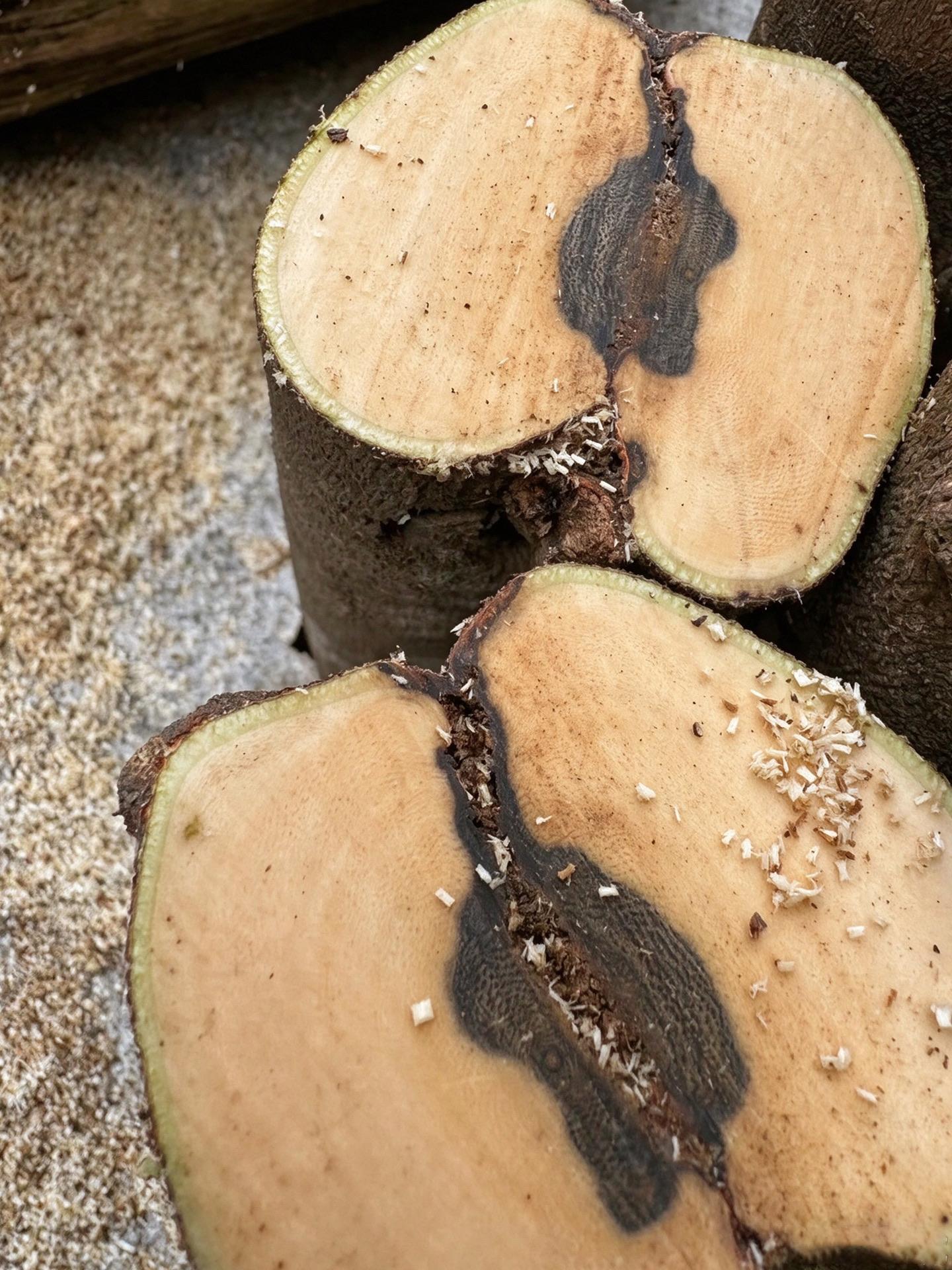Przekrój surowca agarwood pokazujący ciemne obszary bogate w żywicę w jaśniejszym drewnie
