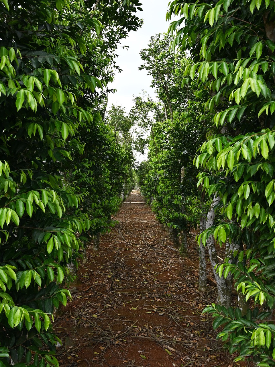 Rows of agarwood-producing trees growing in a managed environment