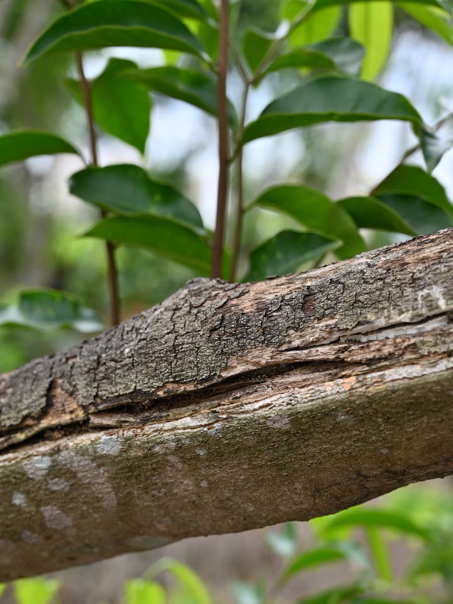 A living tree growing among green vegetation