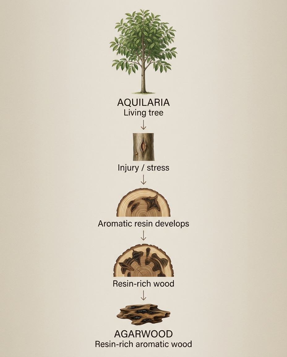Educational diagram showing the relationship between an Aquilaria tree, resin development, resin accumulation, and agarwood